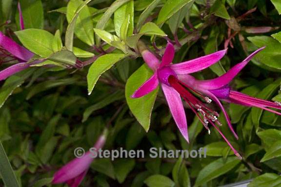 fuchsia glazioviana 3 graphic